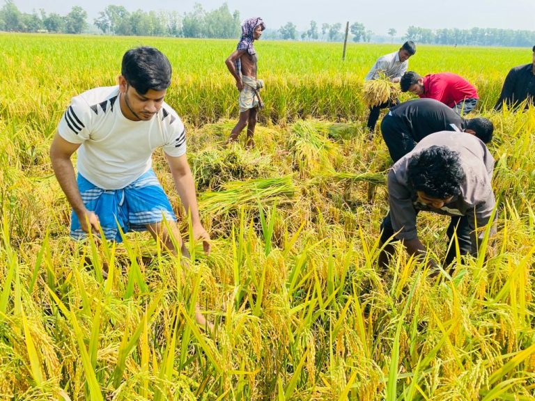 কৃষকের ধান কেটে বাড়ি পৌঁছে দিলেন দক্ষিণ জেলা ছাত্রলীগের জনি