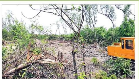 পাখির অভয়ারণ্য বানাতে গাছ উজাড়