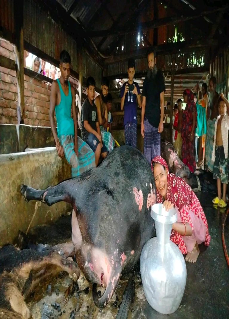 পটুয়াখালীতে  দুগ্ধ খামারে দূর্বৃত্তের দেয়া আগুনে পুরলো চারটি গরু