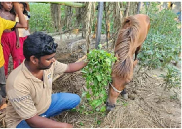 “নাটোরে মালিকবিহীন এক ঘোড়া নিয়ে বিপাকে এলাকার মানুষ”
