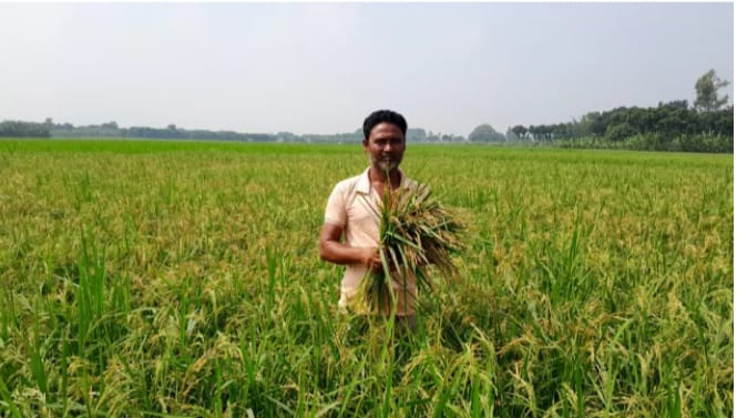 ভেজাল বীজে দিশেহারা কৃষক