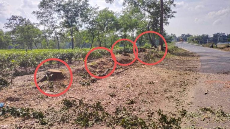 রামগড় চা বাগানে অবৈধভাবে গাছ কর্তন