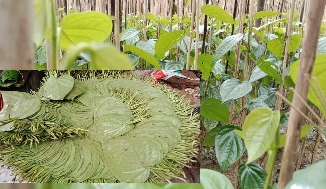 উপকূলীয় জেলা বরগুনায় দিন দিন বাড়ছে সুমিষ্ট পানের চাষ
