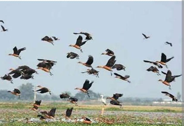 অতিথি পাখির আগমনে মুখরিত চলনবিল