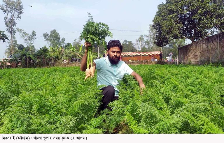 মিরসরাইয়ে গাজর চাষ করে সফল কৃষক নুর আলম