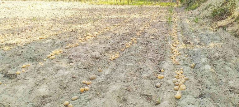 কুড়িগ্রামে আলু তোলার কাজে ব্যস্ত সময় পার করছেন কৃষক-কৃষানিরা লাভের আশা তাদের