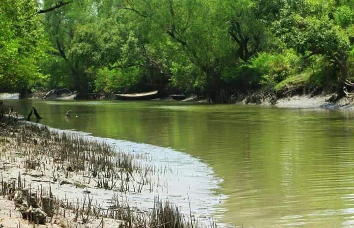 বরগুনায় দেশের ২য় বৃহত্তম ম্যানগ্রোভ বনাঞ্চল