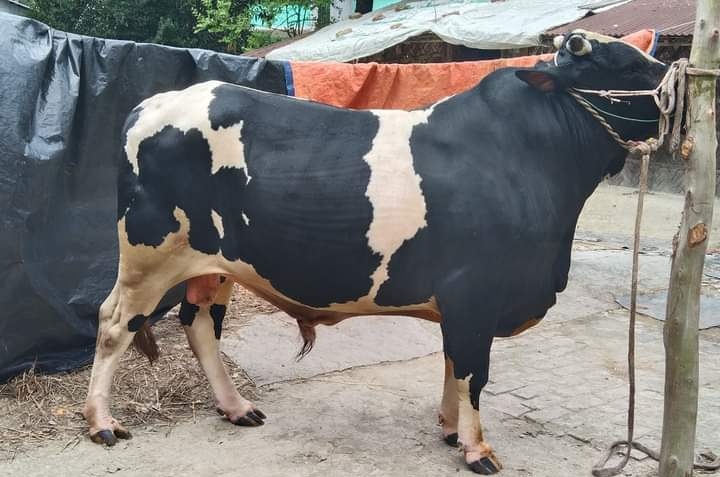 আনোয়ারার বাহারি নামে হাট মাতাচ্ছে পশু