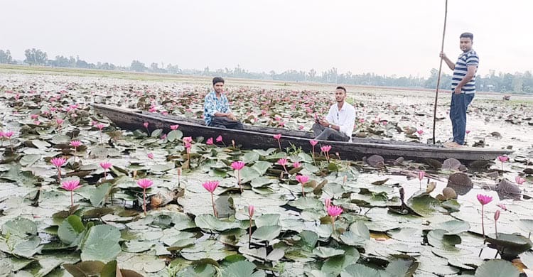 কুড়িগ্রামে হাজারো শাপলার অপরূপ সৌন্দর্য সবাইকে মুগ্ধ করছে