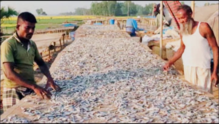 নাটোরের হালতিবিলে কেমিক্যাল ছাড়াই গুনগতমানের শুঁটকি উৎপাদন