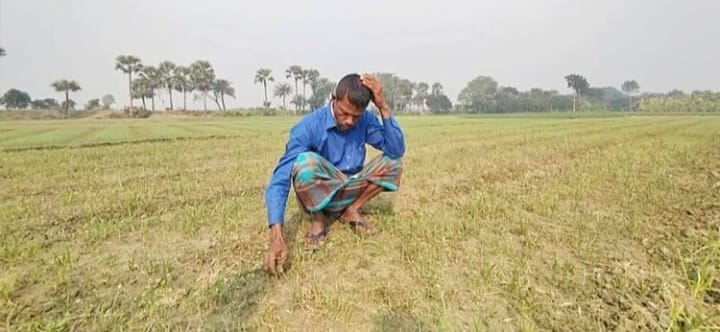 আগাছা নাশক প্রয়োগে নষ্ট পেঁয়াজের চারা-কৃষকের মাথায় হাত