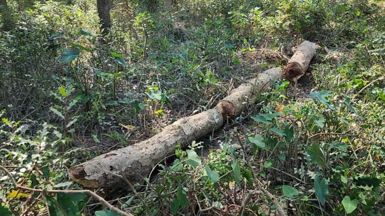 বন বিভাগের যোগসাজশে চুরি হচ্ছে ম্যানগ্রোভ বনের গাছ, কমছে বনের ঘনত্ব