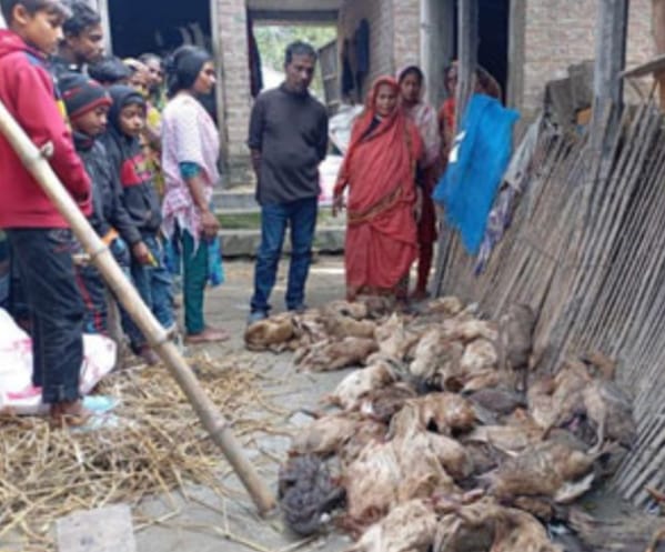 ভুয়া পশু চিকিৎসকের ভুল চিকিৎসায় ৪ শতাধিক হাঁসের মৃত্যু-দিশেহারা খামারি