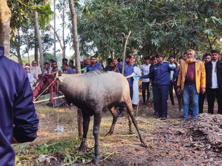 নাটোরের বাগাতিপাড়া থেকে বিরল প্রজাতির নীলষাঁড় উদ্ধার