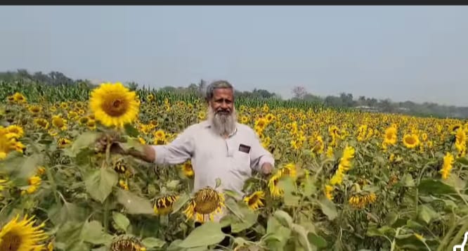 সূর্যমূখীর বাম্পার ফলনে সফলতার স্বপ্ন গুনছে বাবা ছেলে