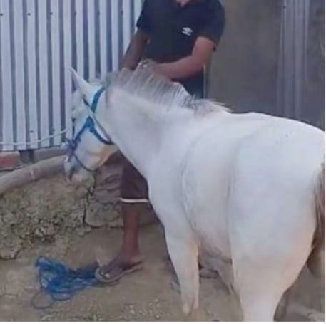 নাটোরের নলডাঙ্গায় চলছে ঘোড়ার মাংস বিক্রির রমরমা ব্যবসা