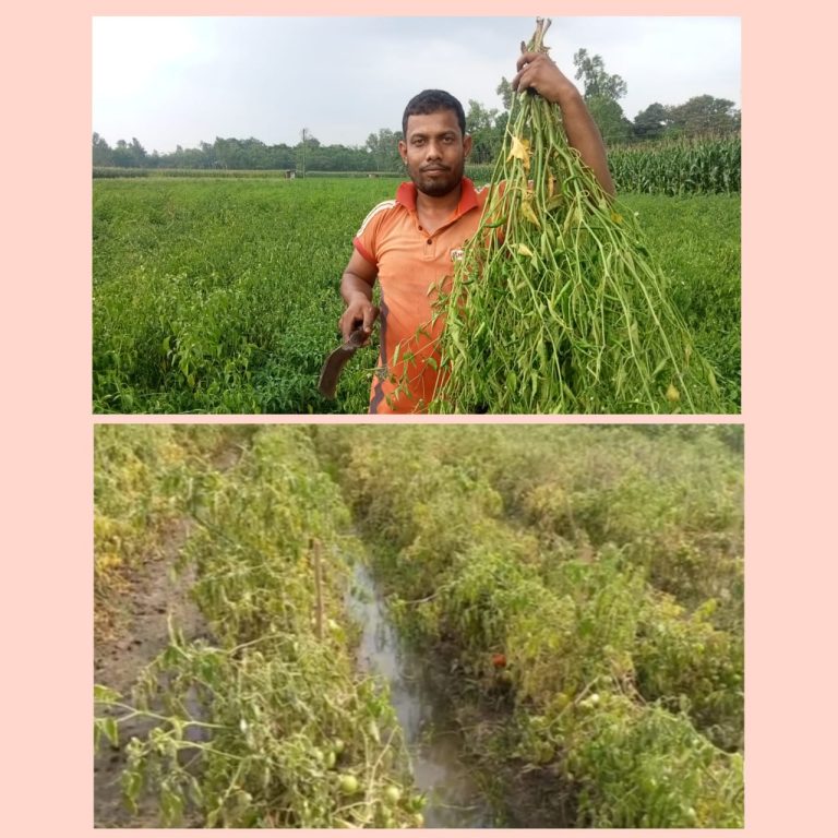 অসময়ের বৃষ্টিতে পঞ্চগড়ে কৃষকদের মাথায় হাত