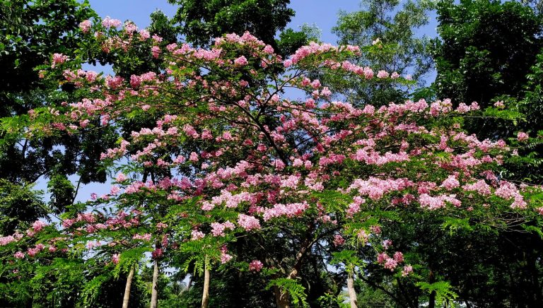 গ্রীষ্মের বাহারী ফুলে ছেয়ে গেছে খাগড়াছড়ির পথপ্রান্তর