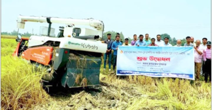 নাটোরের সিংড়ায় বোরো ধানের সমলয় পদ্ধতিতে চাষাবাদের প্রদর্শনী