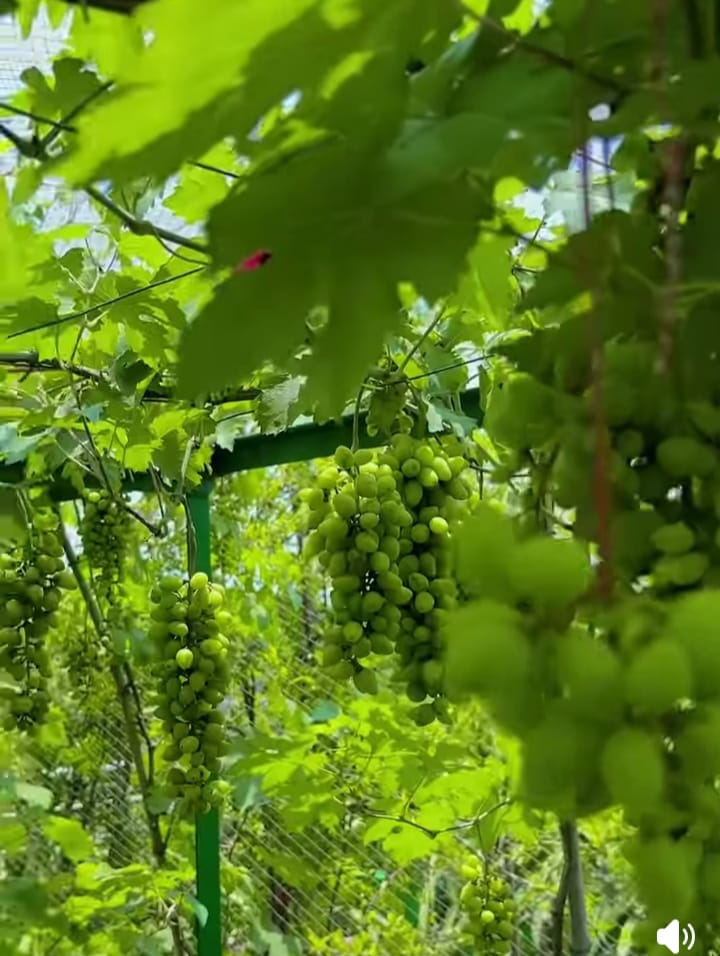 নাটোরের লালপুরে চাষ হচ্ছে সুমিষ্ট বিদেশি আঙুর