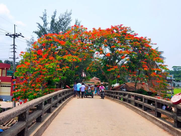 নেছারাবাদে সড়কে মুগ্ধতা ছড়াচ্ছে কৃষ্ণচূড়া