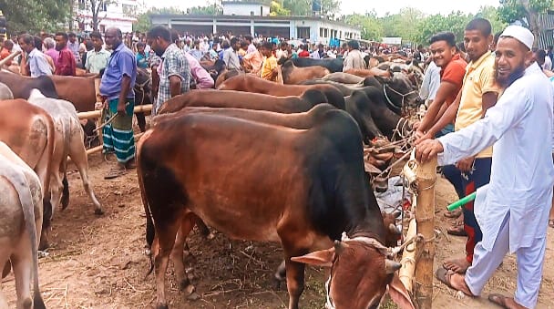 পঞ্চগড় পশুর হাটে গরুর তুলনায় ক্রেতা কম, কেনার থেকে দেখার লোক বেশি