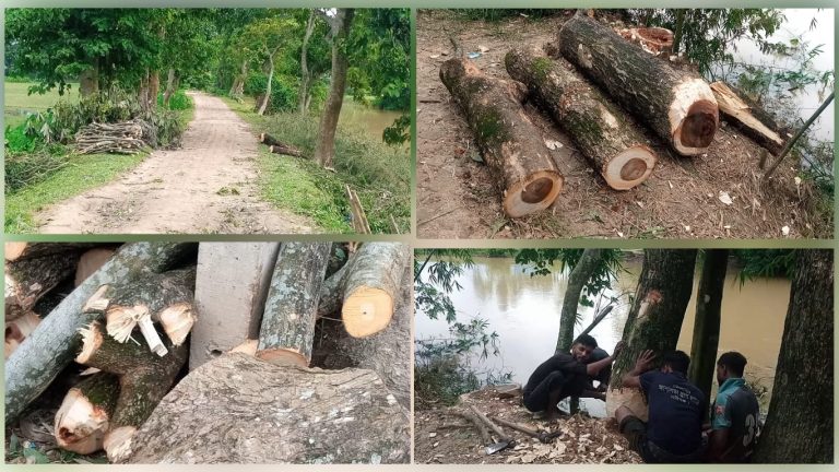 নবীগঞ্জে রাস্তার পাশে লক্ষাধিক টাকার সরকারি গাছ কেটে আত্মসাৎ !
