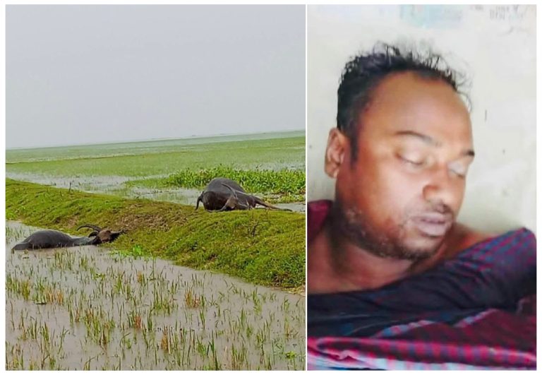 আজমিরীগঞ্জে হাওরে গরু চরাতে গিয়ে বজ্রপাতে কৃষকের মৃত্যু, প্রাণ গেছে দুটি মহিষের