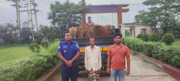 মাধবপুরে চুরি হওয়া ছয়টি গরু উদ্ধার, এক চোর আটক