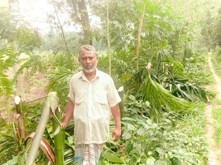 পঞ্চগড়ে রাতের আঁধারে শতাধিক সুপারি’র গাছ কেটে দিলো দুর্বৃত্তরা