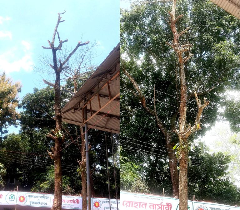 খাগড়াছড়িতে বৃক্ষ মেলা স্হলে কেটে ফেলা হলো বৃক্ষ 