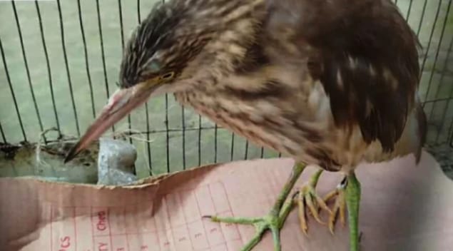 চার পা-ওয়ালা বক: কুড়িগ্রামে অদ্ভুত প্রাণীর খোঁজে ভিড়