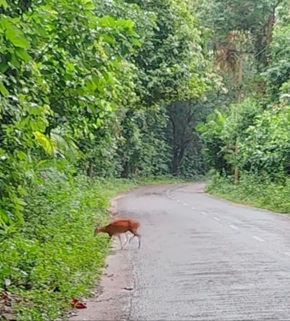 ‎সাতছড়ি জাতীয় উদ্যানে দেখা মিলল হরিণের, উচ্ছ্বসিত স্থানীয়রা
