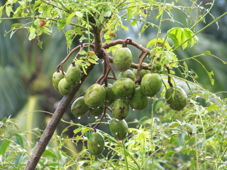আমড়া উৎপাদনে শীর্ষে পিরোজপুর, মৌসুমে বিক্রি শতকোটি টাকা