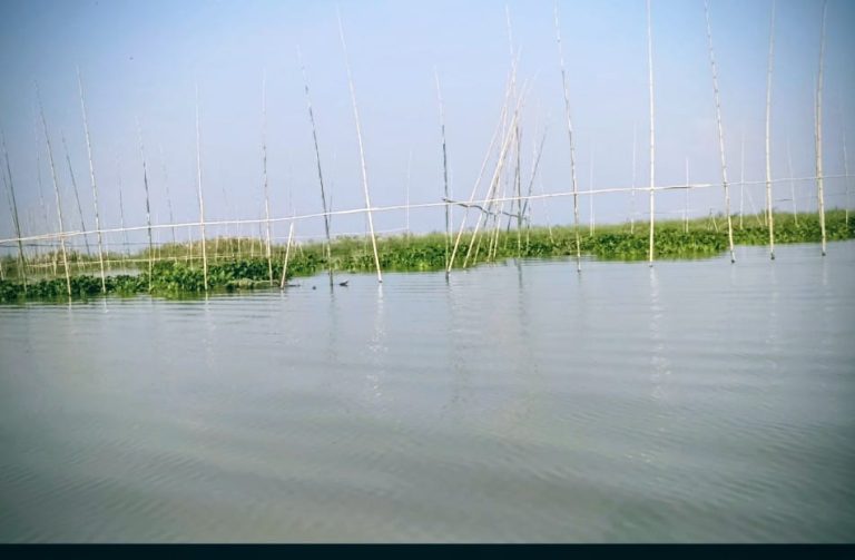 চরভদ্রাসনে পদ্মায় বাঁধ দিয়ে মাছ শিকার: প্রশাসন নির্বাক 