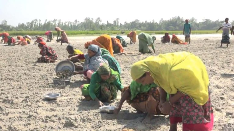 আগের ক্ষতি পুষিয়ে নিতে কুড়িগ্রামে আগাম আলু চাষ