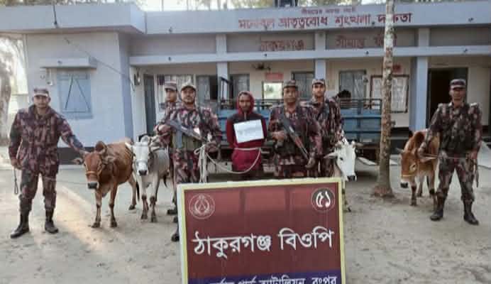 ডিমলায় বিজিবির অভিযানে চার ভারতীয় গরু ও চোরাকারবারি আটক