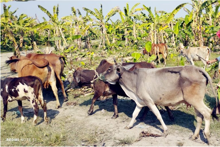 পদ্মা চরের কলাবাগান ধ্বংস করেছে দুর্বৃত্তরা: ক্ষতিগ্রস্ত কৃষকদের আর্তনাদ