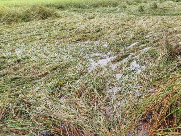 টানা বৃষ্টিতে ডিমলায় পাকা আমন ধান ও শীতকালীন সবজির ব্যাপক ক্ষতি