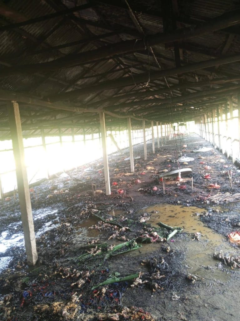 মিরসরাইয়ে বৈদ্যুতিক শর্ট সার্কিটে আগুনে পুড়ে ছাই আড়াই হাজার ব্রয়লার মুরগি