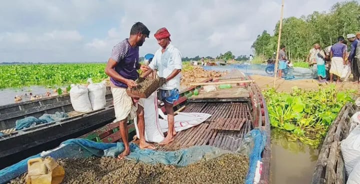 চলনবিলে নির্বিচারে শামুক নিধন: হুমকির মুখে জীববৈচিত্র্য ও পরিবেশ