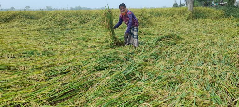শিবগঞ্জে টানা বৃষ্টি ও দমকা হাওয়ায় ধানগাছ মাটিতে লুটিয়ে পড়েছে