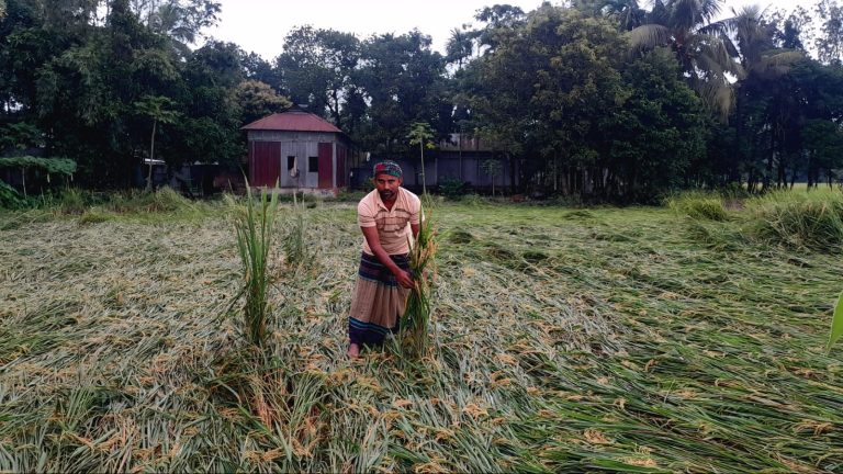 আবহাওয়ার বৈরিতায় দুশ্চিন্তায় বকশীগঞ্জের ধানচাষিরা