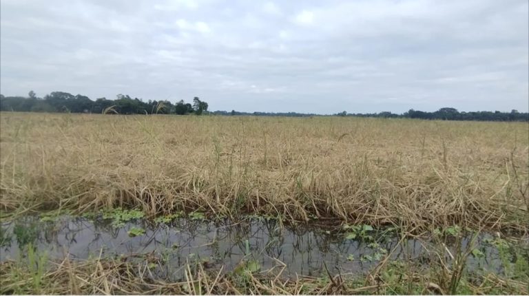 হরিরামপুরে ভারী বৃষ্টিতে ধান ও পেঁয়াজ ক্ষতির মুখে