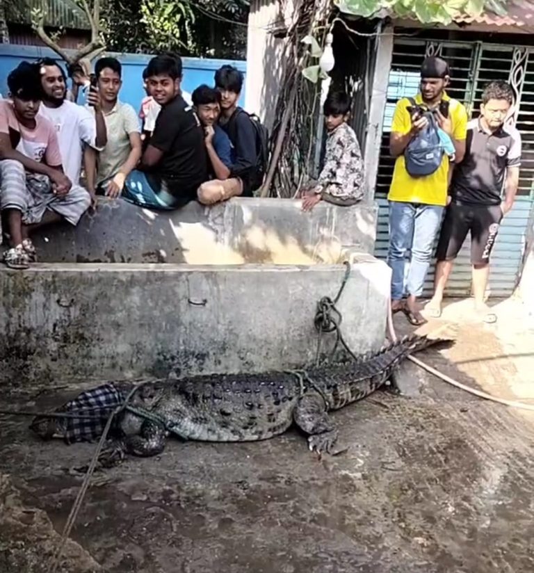 মানিকগঞ্জে ১৩ ফিট লম্বা বিশাল কুমির উদ্ধার