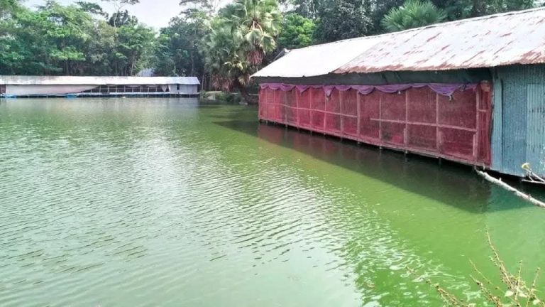 গৌরনদীতে মাছের খাদ্যে মুরগির বিষ্ঠা ব্যবহার জনস্বাস্থ্যের জন্য ঝুঁকি