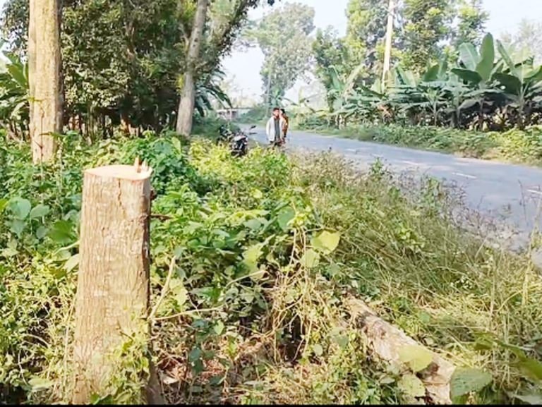 মহেশপুরে পুলিশ বক্সের সামনে গাছ ফেলে ডাকাতি, আতঙ্কে স্থানীয়রা