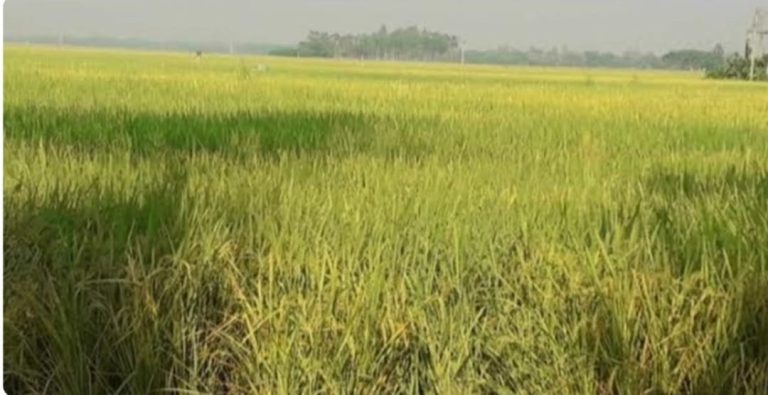 নাসির নগরে আমন ধানের বাম্পার ফলন, কৃষকের মুখে আনন্দ