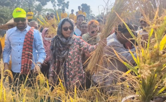 নাটোর-১ আসনে কৃষকের ধান কেটে দিলেন বিএনপি প্রার্থী ব্যারিস্টার ফারজানা শারমিন পুতুল