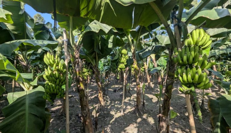 নাগেশ্বরীতে মিশ্র কৃষিতে দৃষ্টান্ত কৃষক শামছুল আলম, স্বাবলম্বিতার পথে পুরো পরিবার